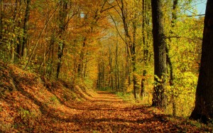 foret-sentier-automne